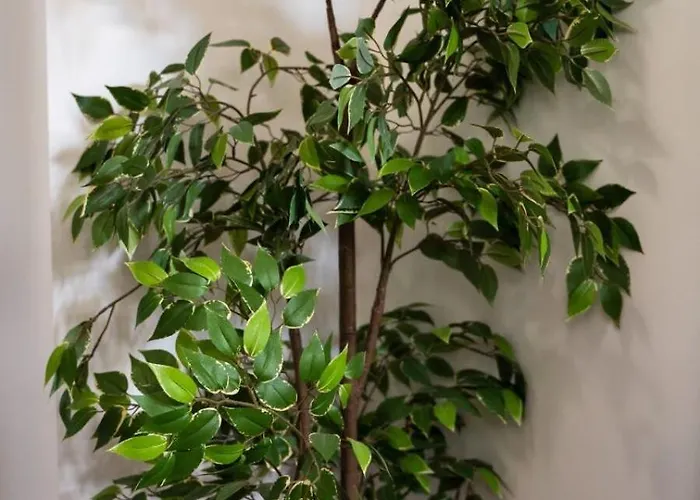 Authentique Studio Hypercentre - Clim - Wifi Appartamento *